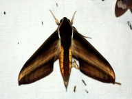 lišaj (Lepidoptera: Sphingidae; Západní Papua, Indonézie)